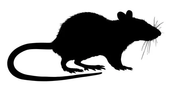 Jumbo Rats 4pack