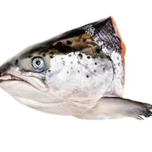 Salmon Head (Single)