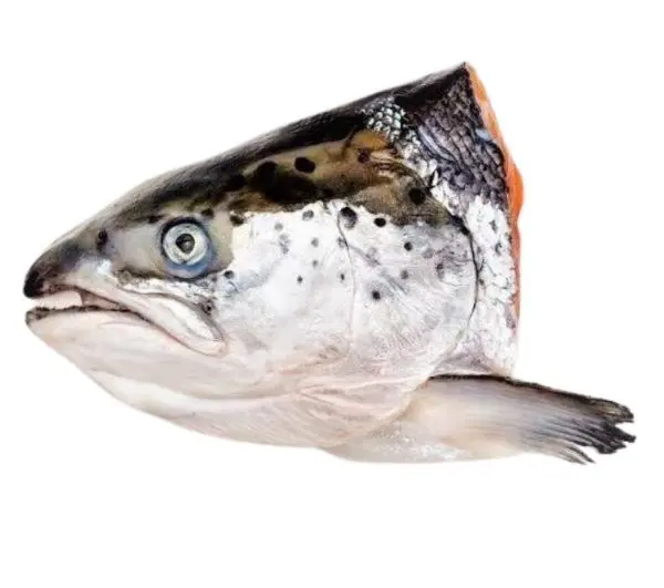 Salmon Head (Single)