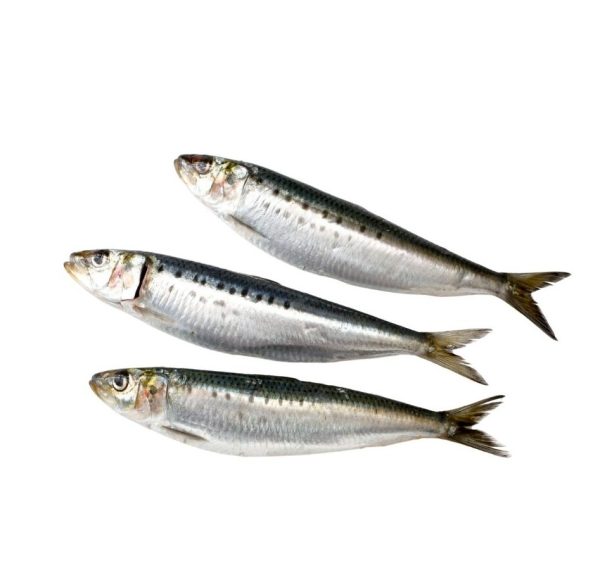 IQF Sardines 1kg