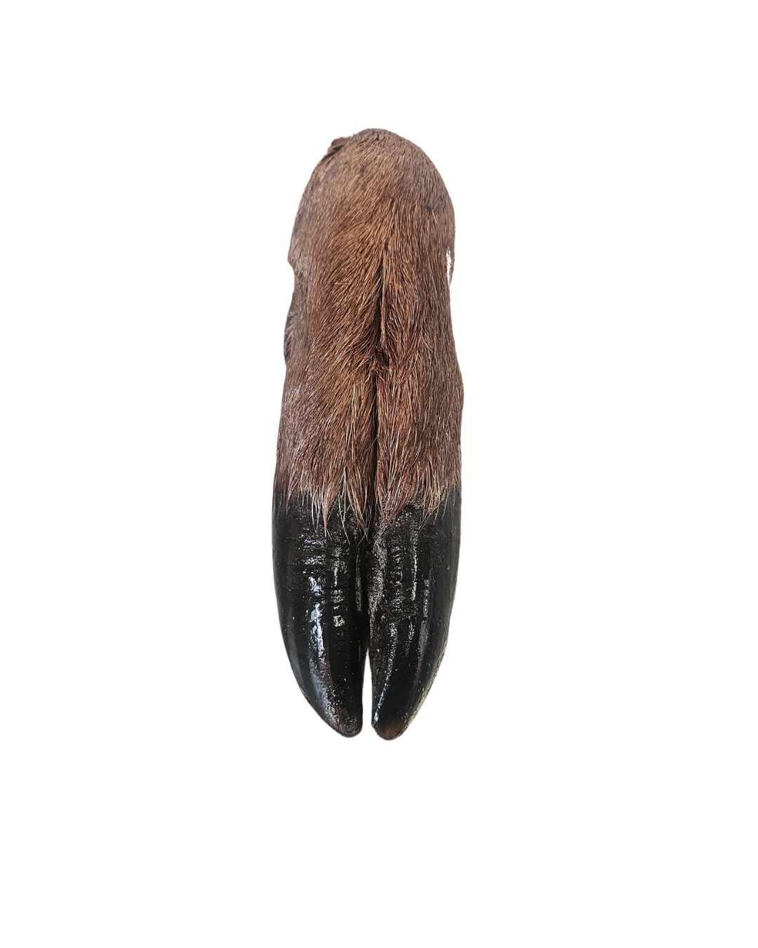 Deer Feet 2pk - Image 3