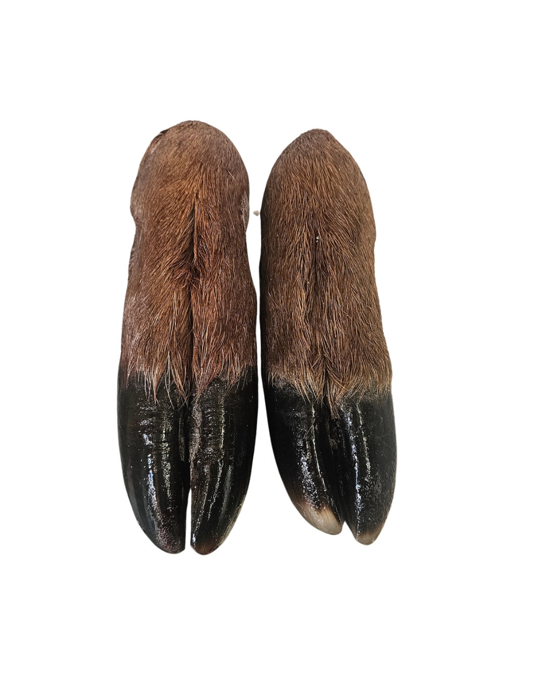 Deer Feet 2pk